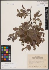 Foto von Salix aurita L.